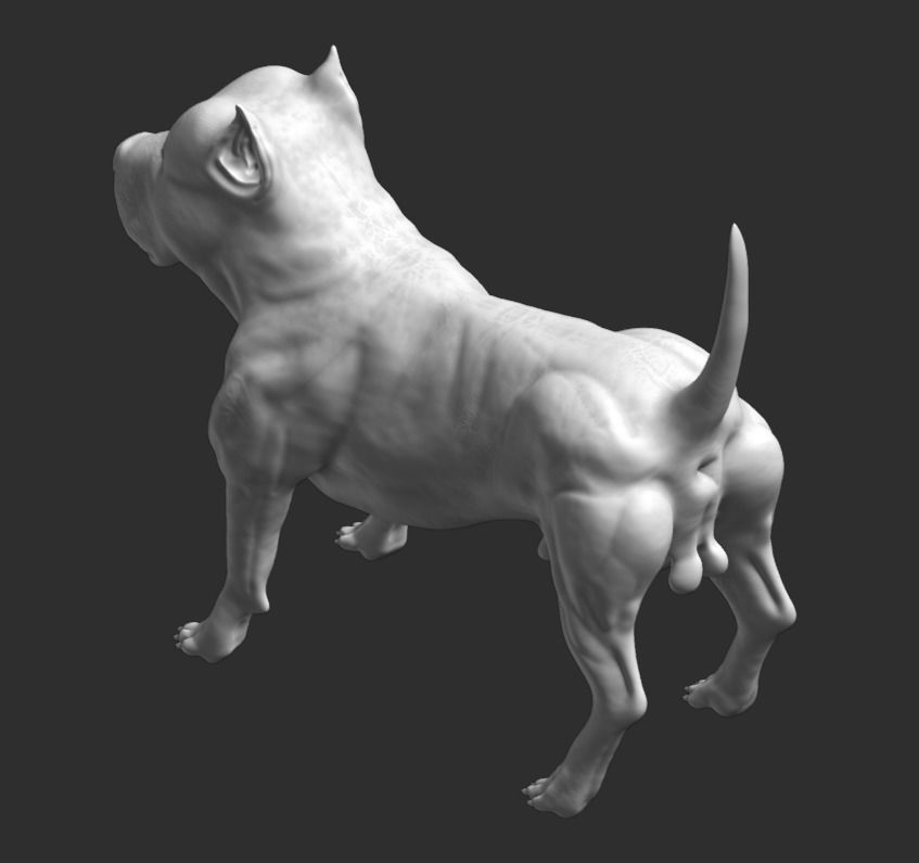 Pitbull American Bully Low-poly 3D model_13