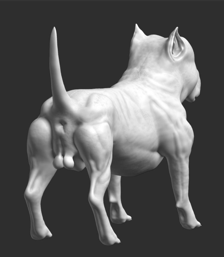 Pitbull American Bully Low-poly 3D model_14
