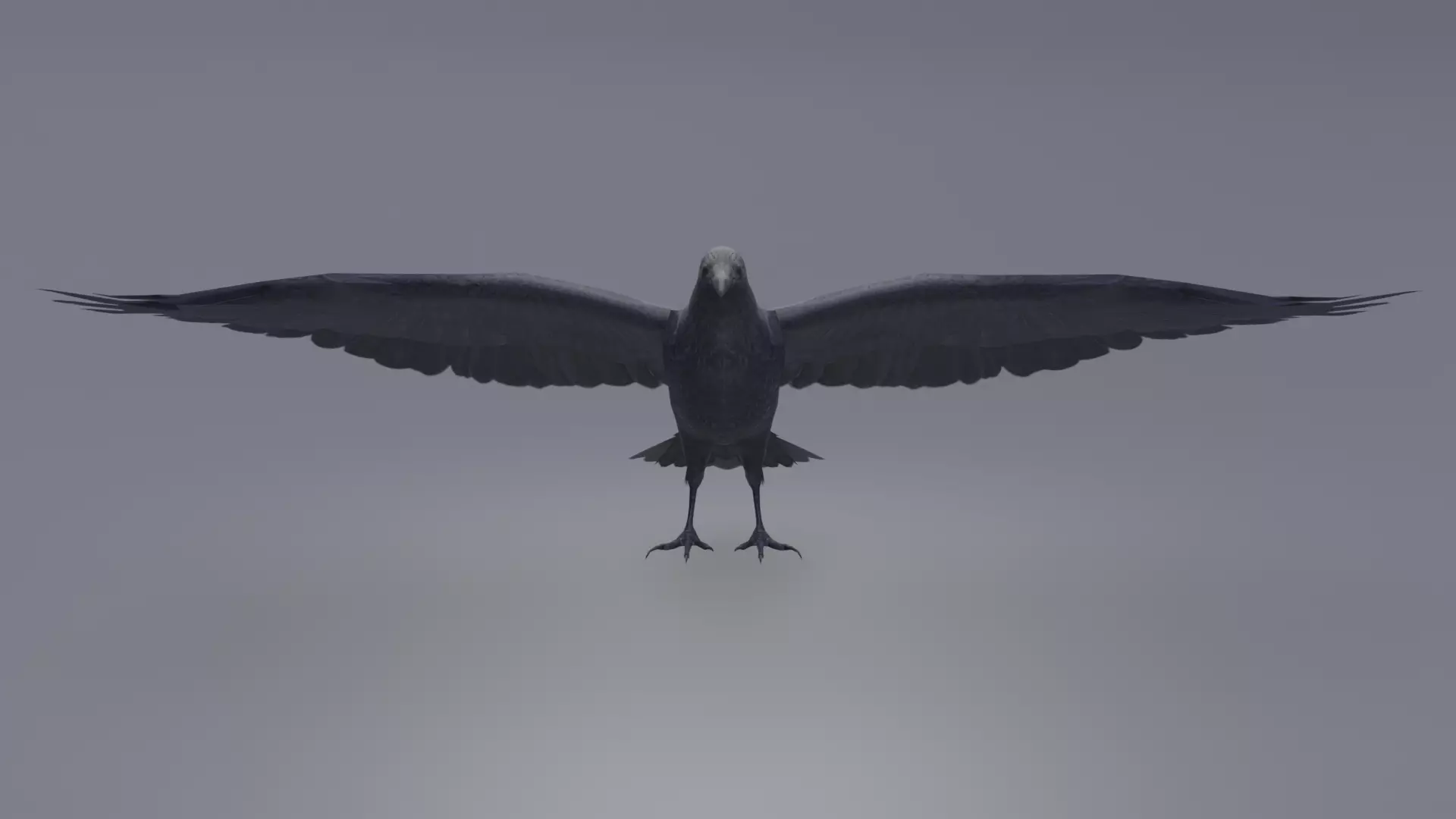 AmericanCrow Low-poly 3D model_0