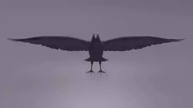 AmericanCrow Low-poly 3D model
