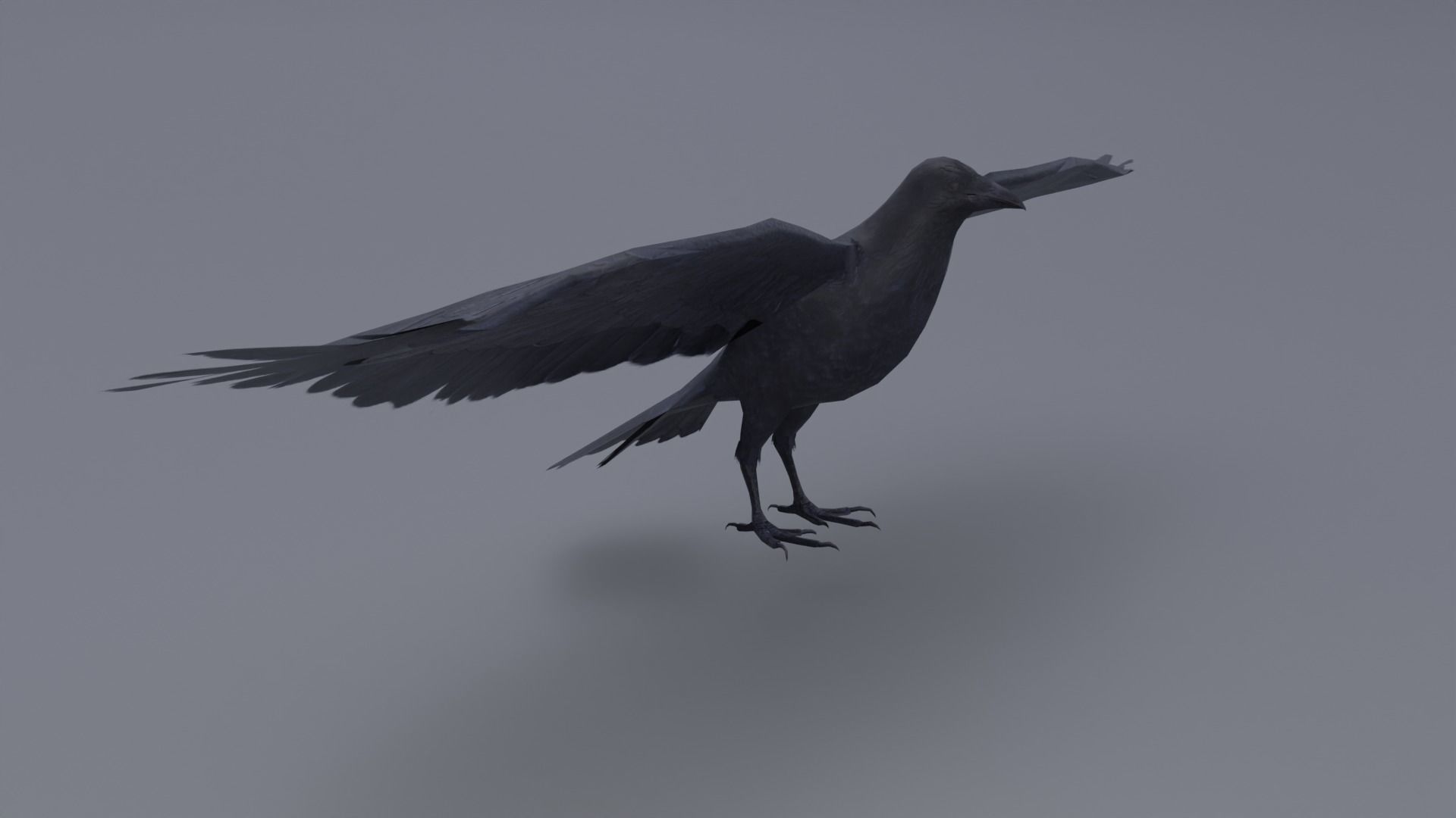 AmericanCrow Low-poly 3D model_1
