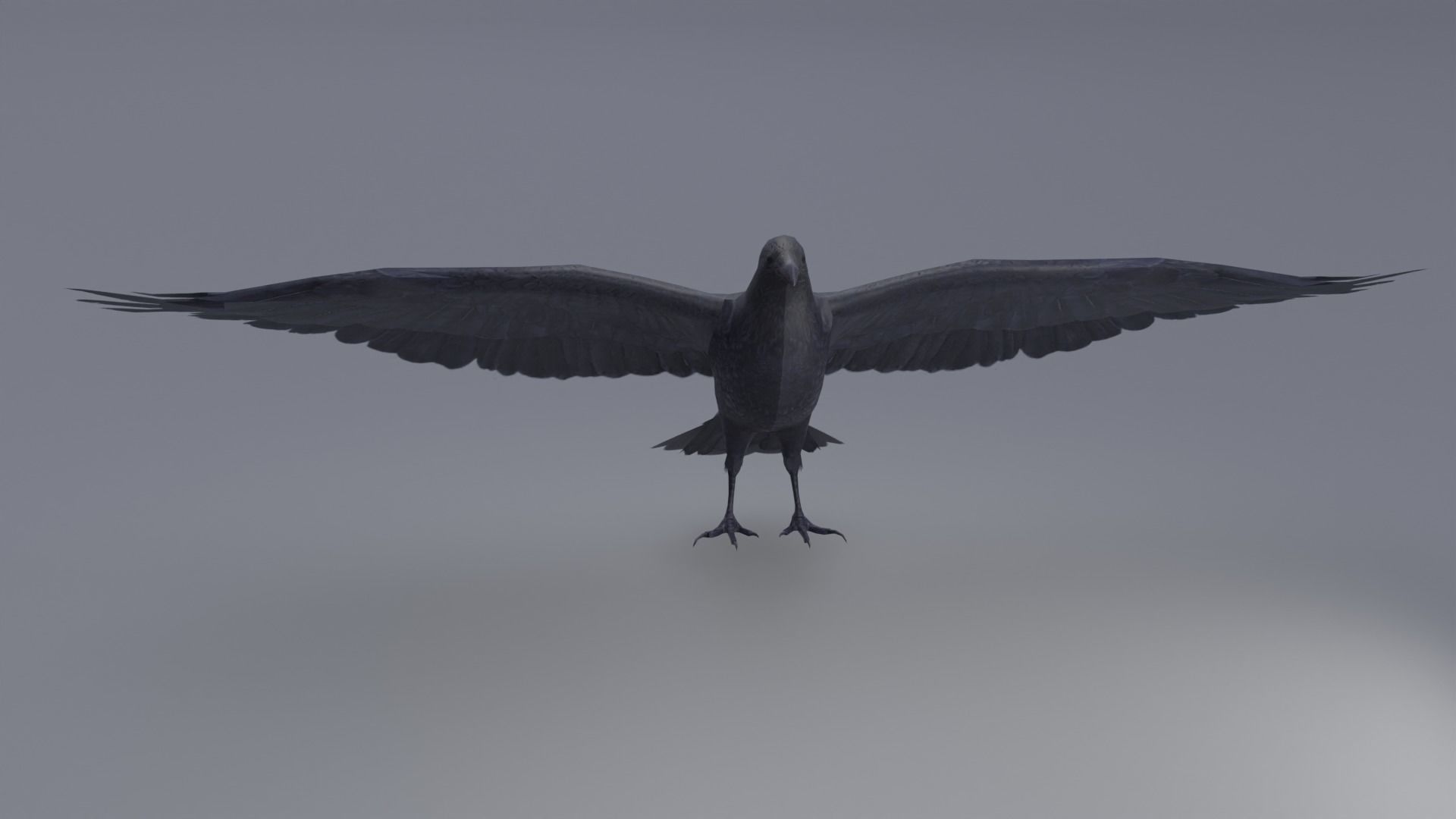 AmericanCrow Low-poly 3D model_5