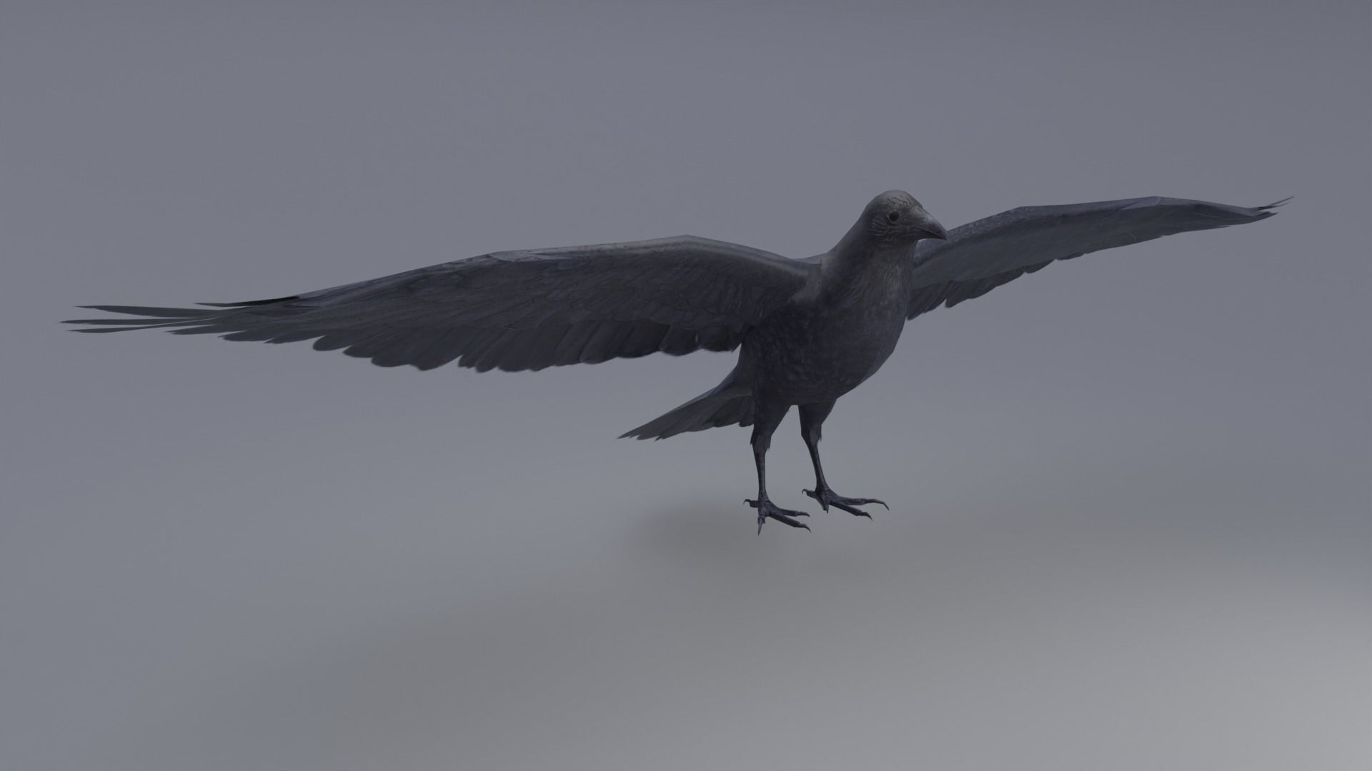 AmericanCrow Low-poly 3D model_7