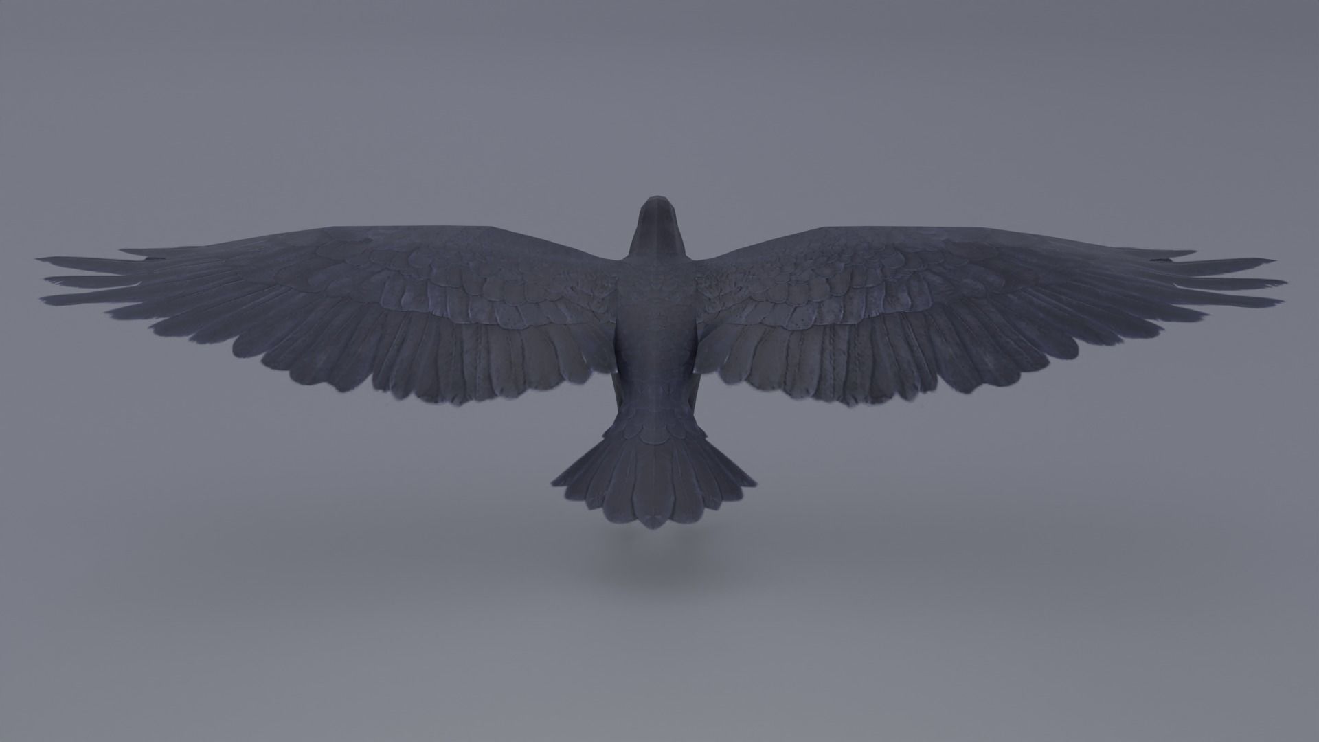 AmericanCrow Low-poly 3D model_6