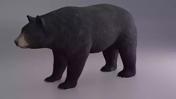Black Bear