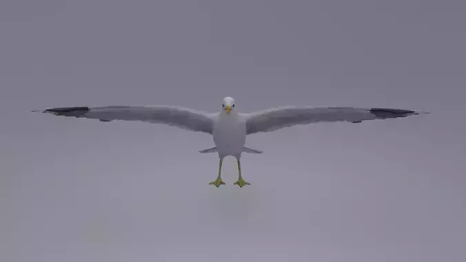 seagull Low-poly 3D model
