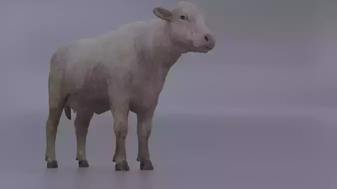 Cow-cattle Low-poly 3D model