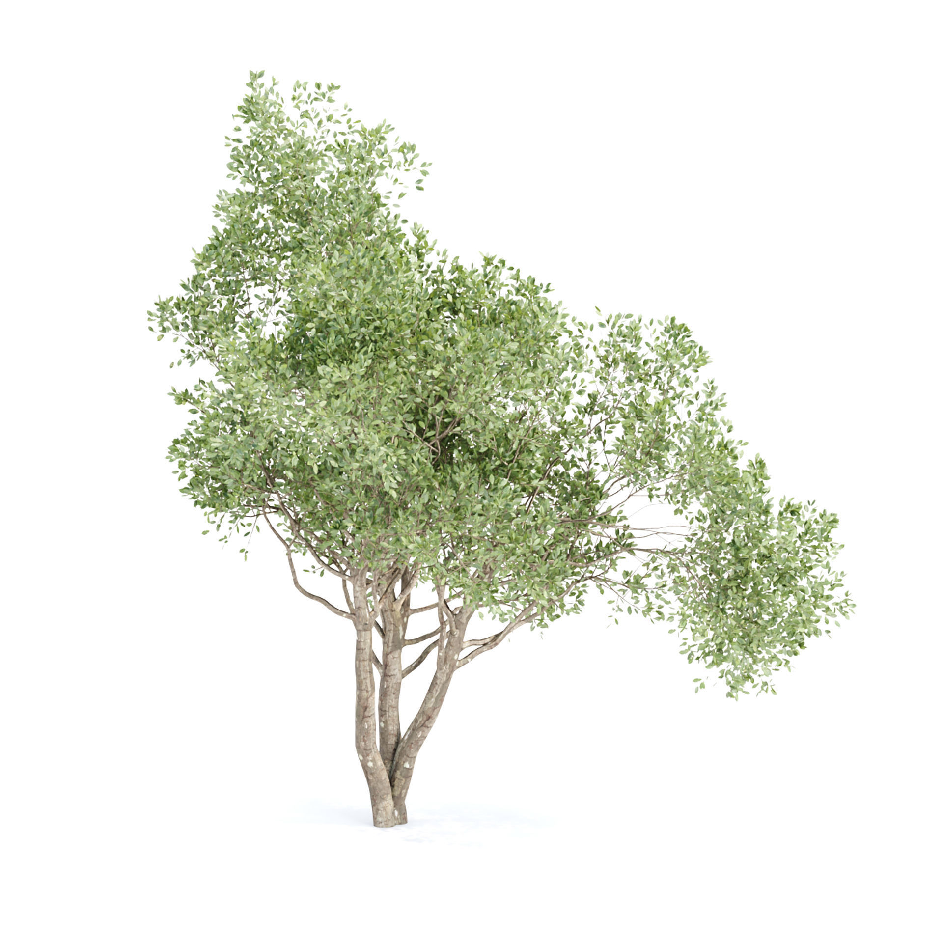 Shrubs Collection vol 243-3DModel 3D model_3