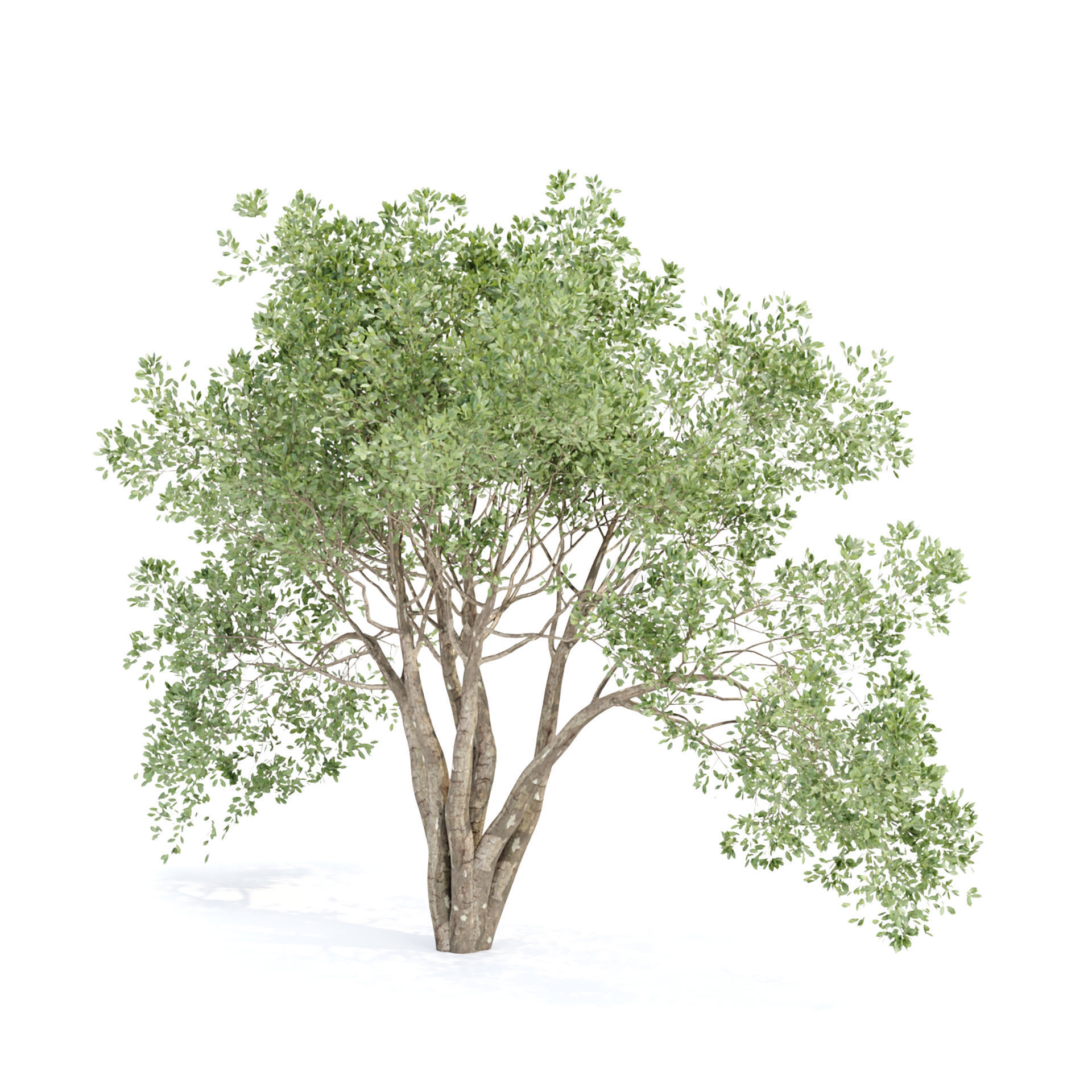 Shrubs Collection vol 243-3DModel 3D model_2