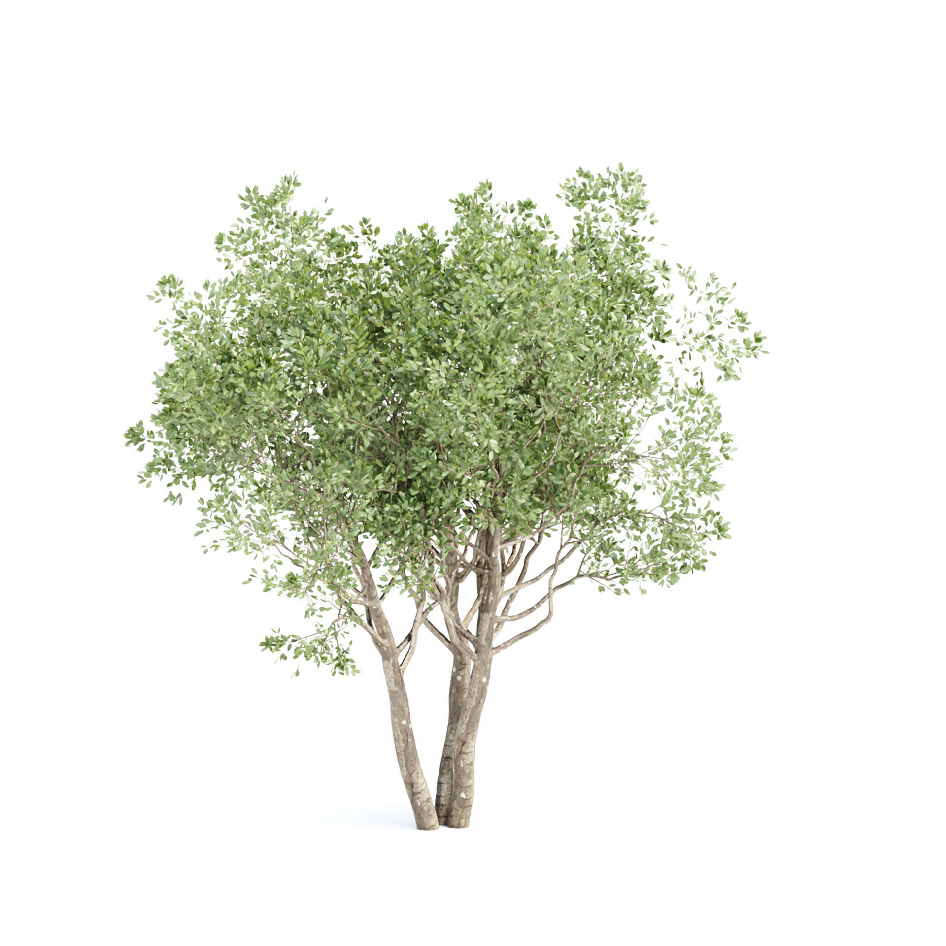 Shrubs Collection vol 243-3DModel 3D model_4