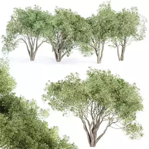 Shrubs Collection vol 243-3DModel