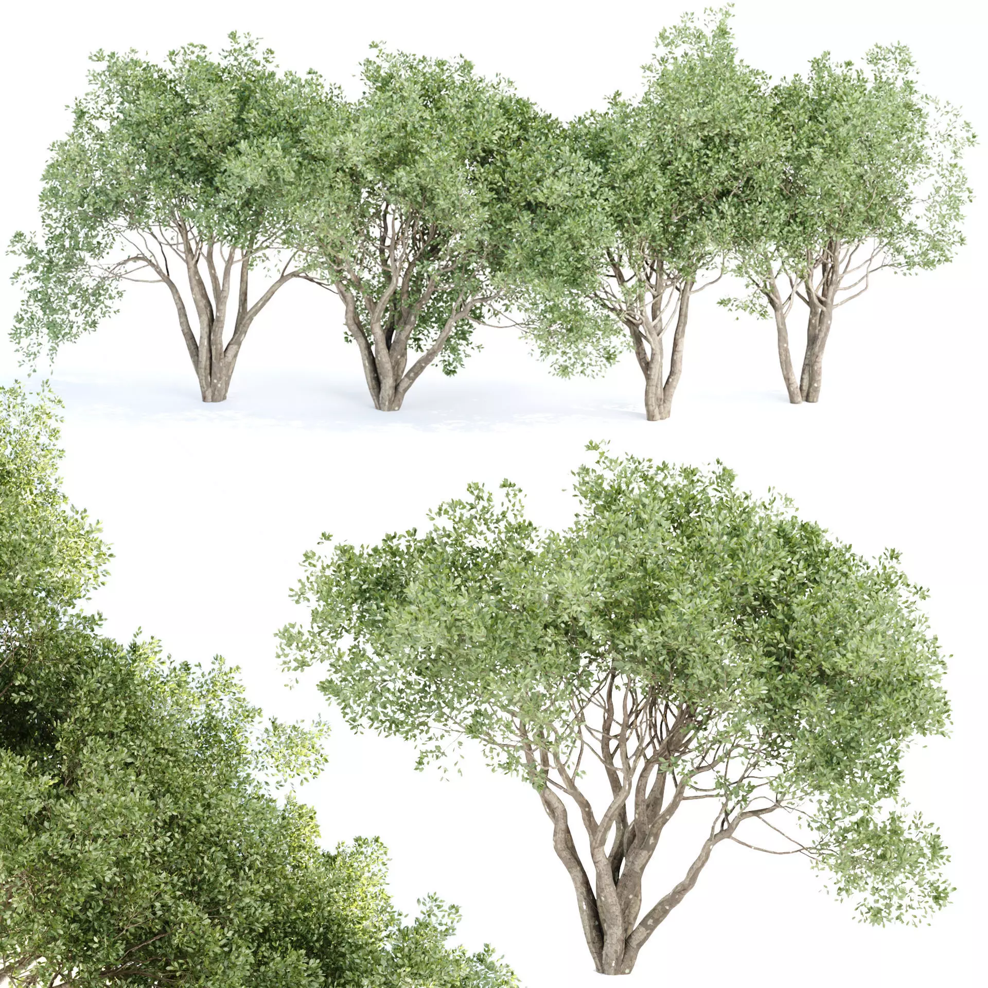 Shrubs Collection vol 243-3DModel 3D model_0