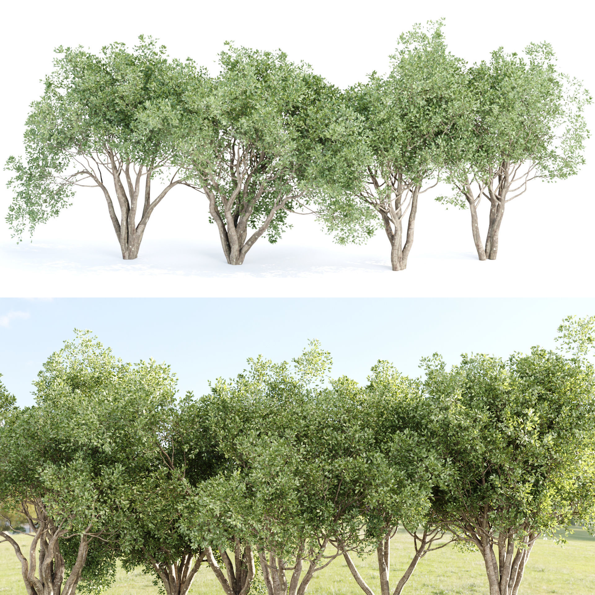 Shrubs Collection vol 243-3DModel 3D model_5