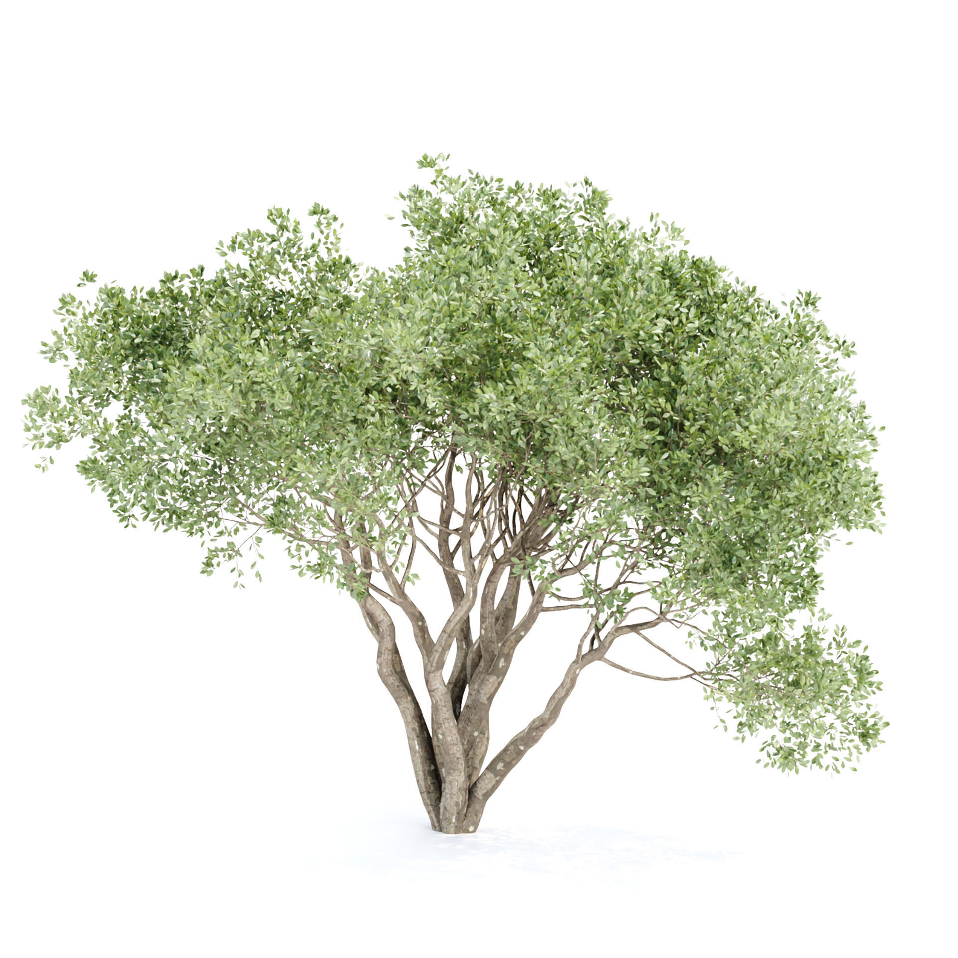 Shrubs Collection vol 243-3DModel 3D model_1