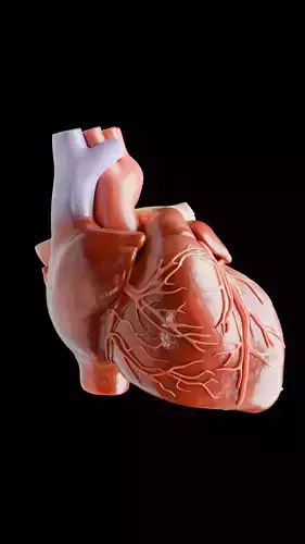  Realistic Human Heart 3D Model 3D model