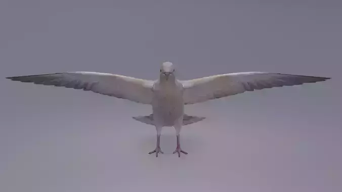 Dove bird  Low-poly 3D model