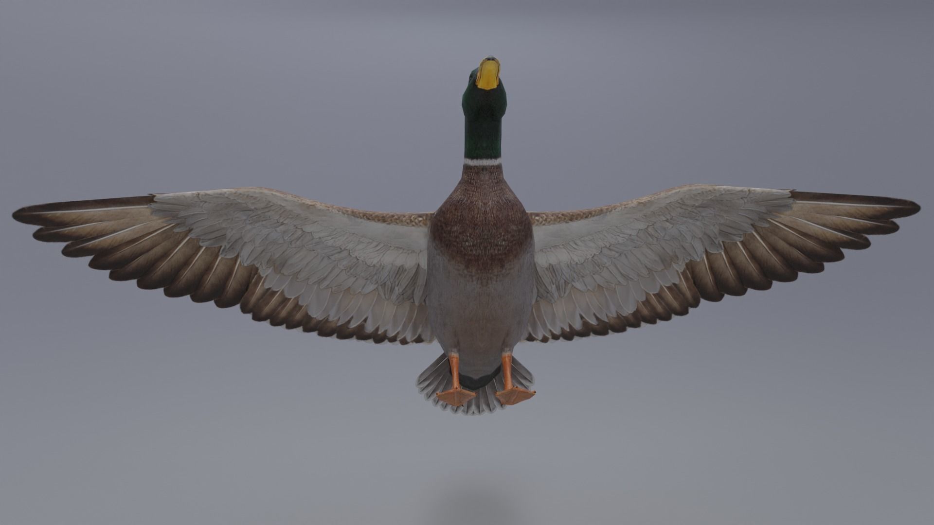 Duck Bird Low-poly 3D model_5