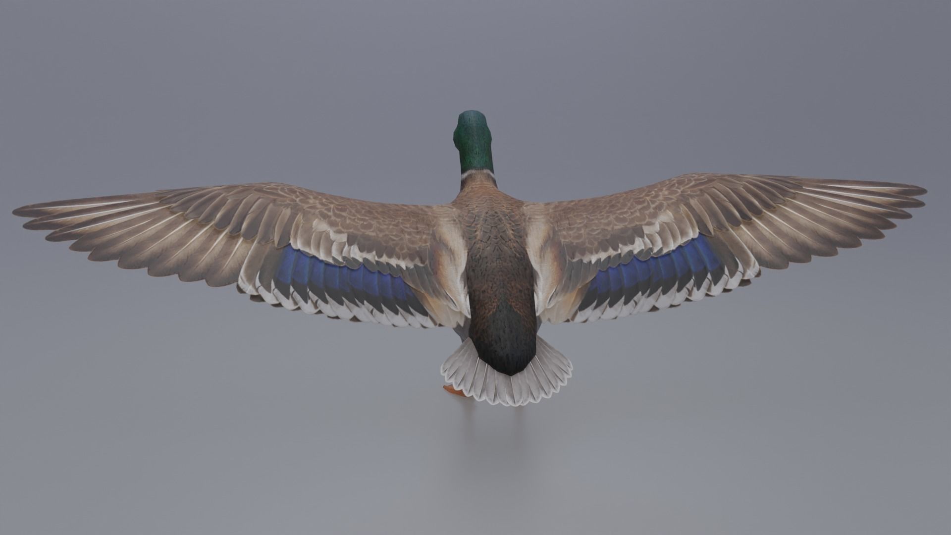 Duck Bird Low-poly 3D model_2
