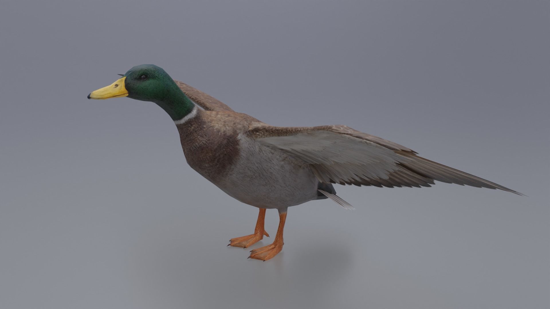 Duck Bird Low-poly 3D model_1