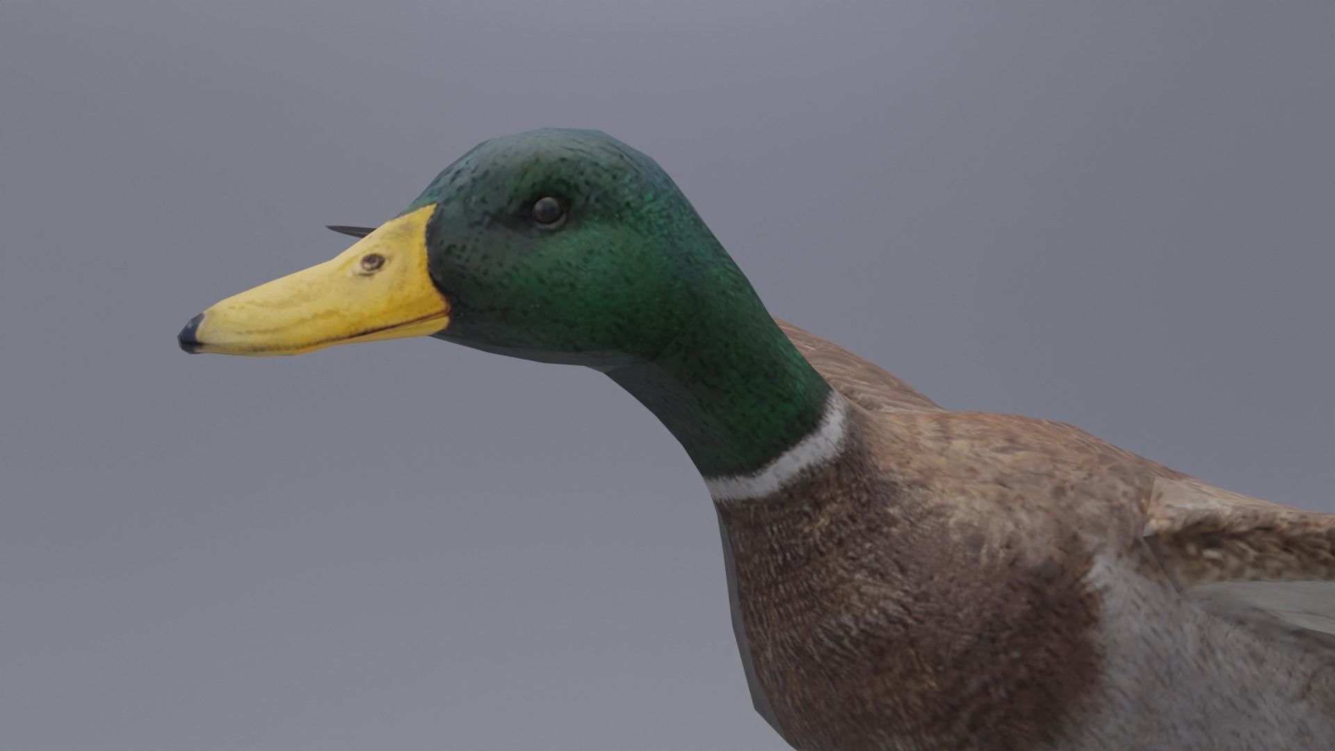 Duck Bird Low-poly 3D model_7