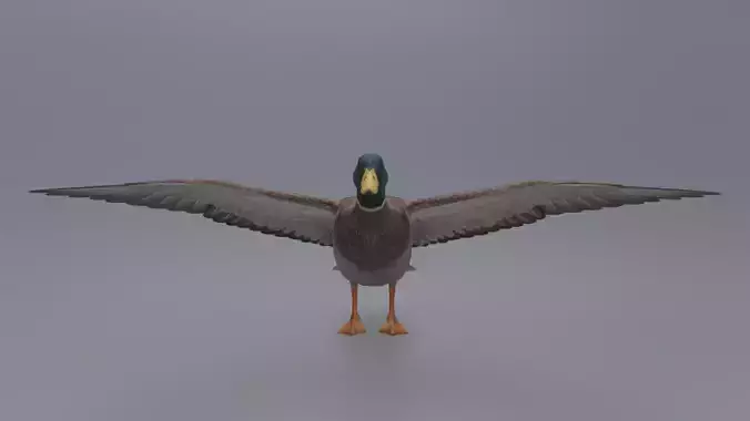 Duck Bird Low-poly 3D model