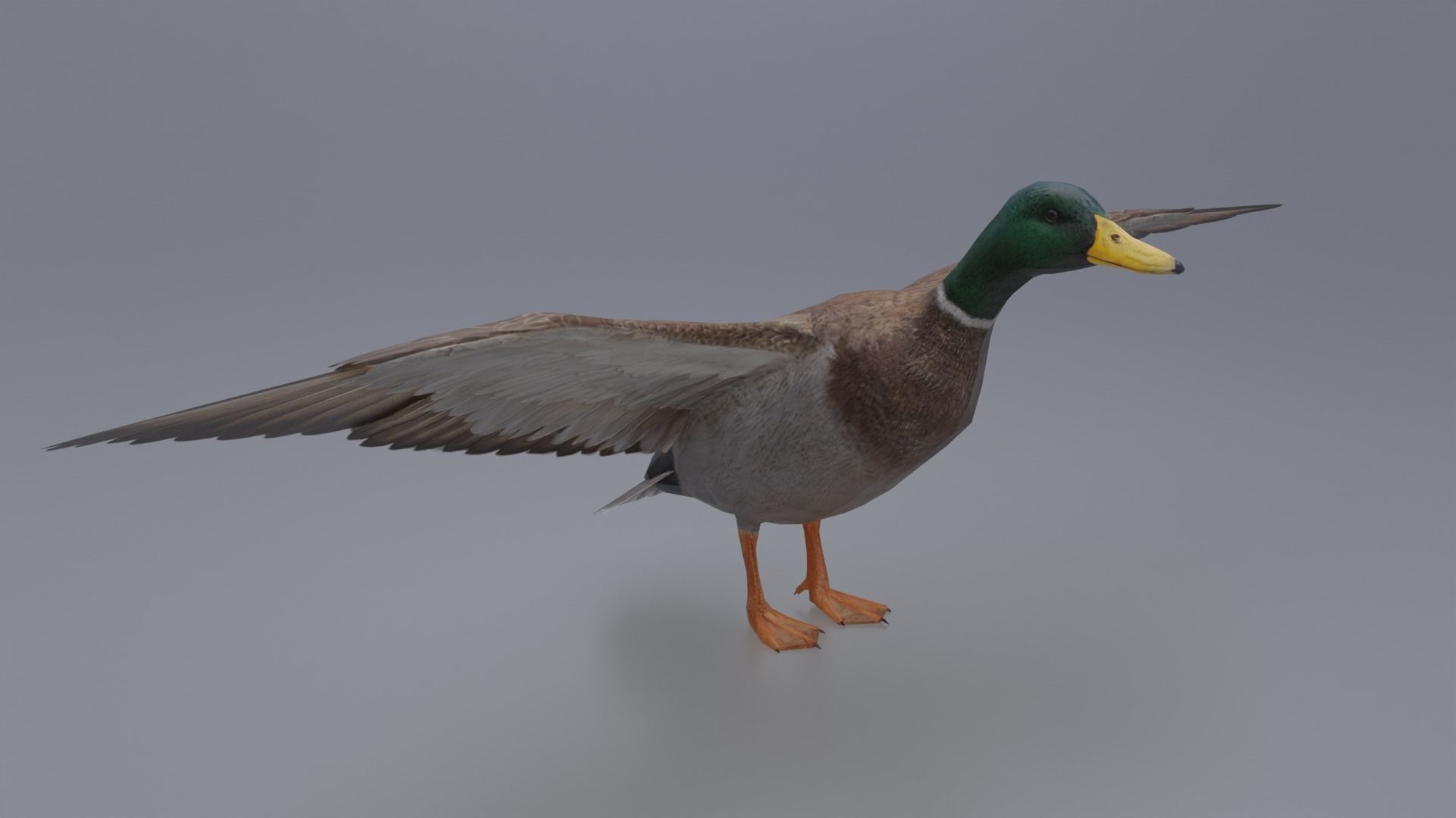 Duck Bird Low-poly 3D model_4