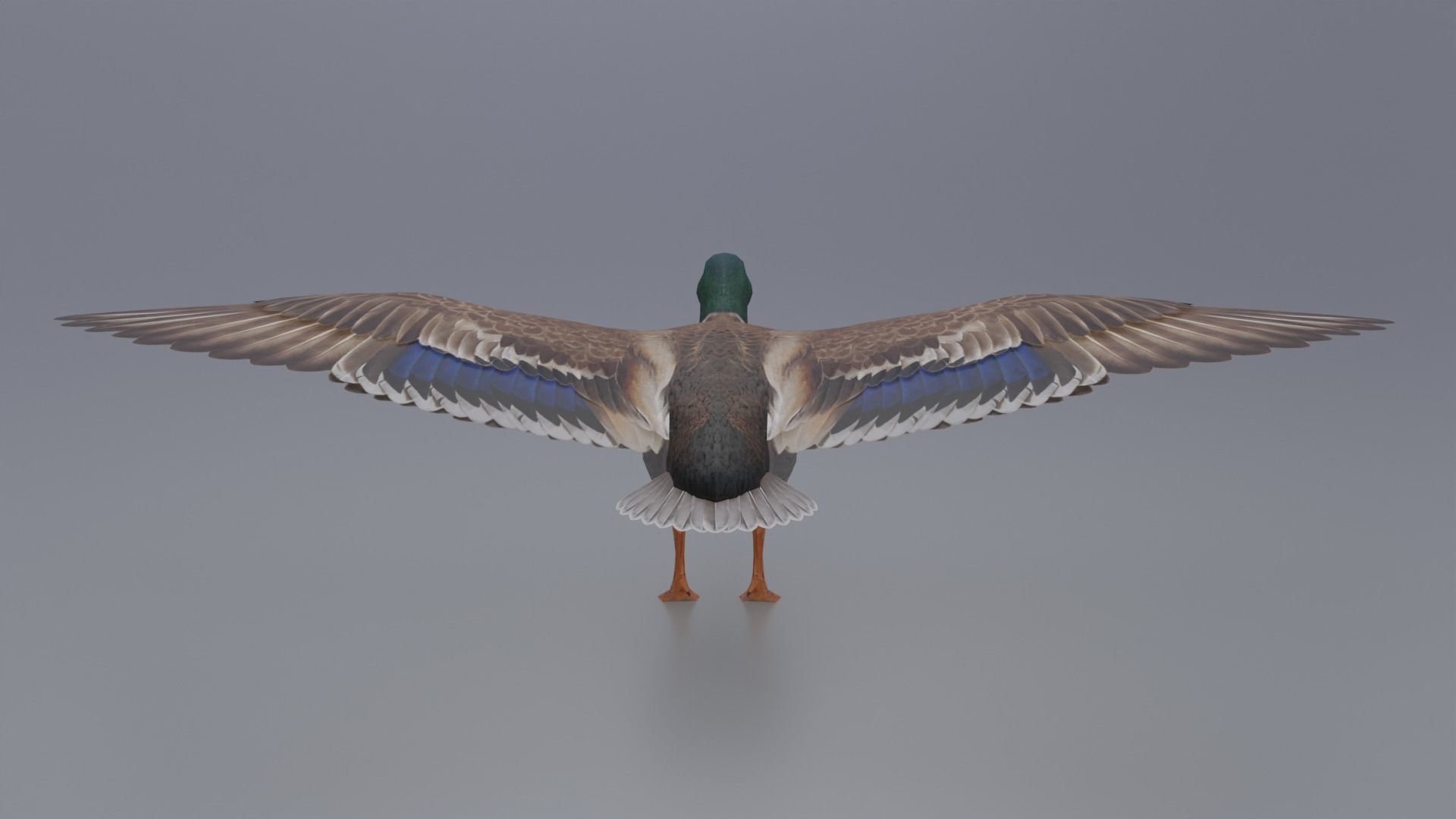 Duck Bird Low-poly 3D model_3