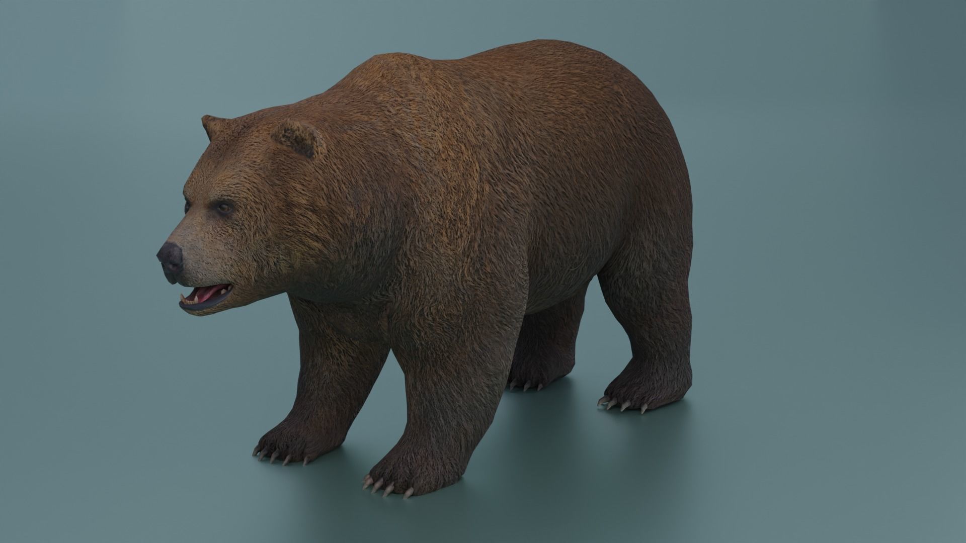 Grizzly Low-poly 3D model_10
