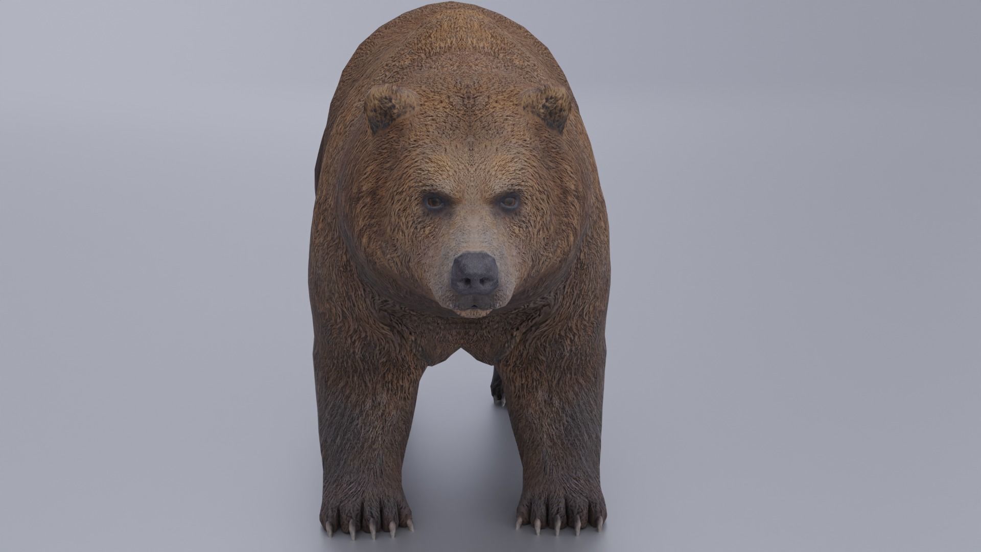 Grizzly Low-poly 3D model_8