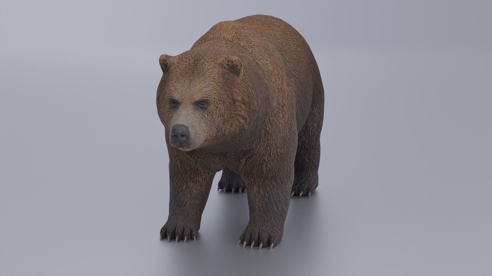 Grizzly Low-poly 3D model_3