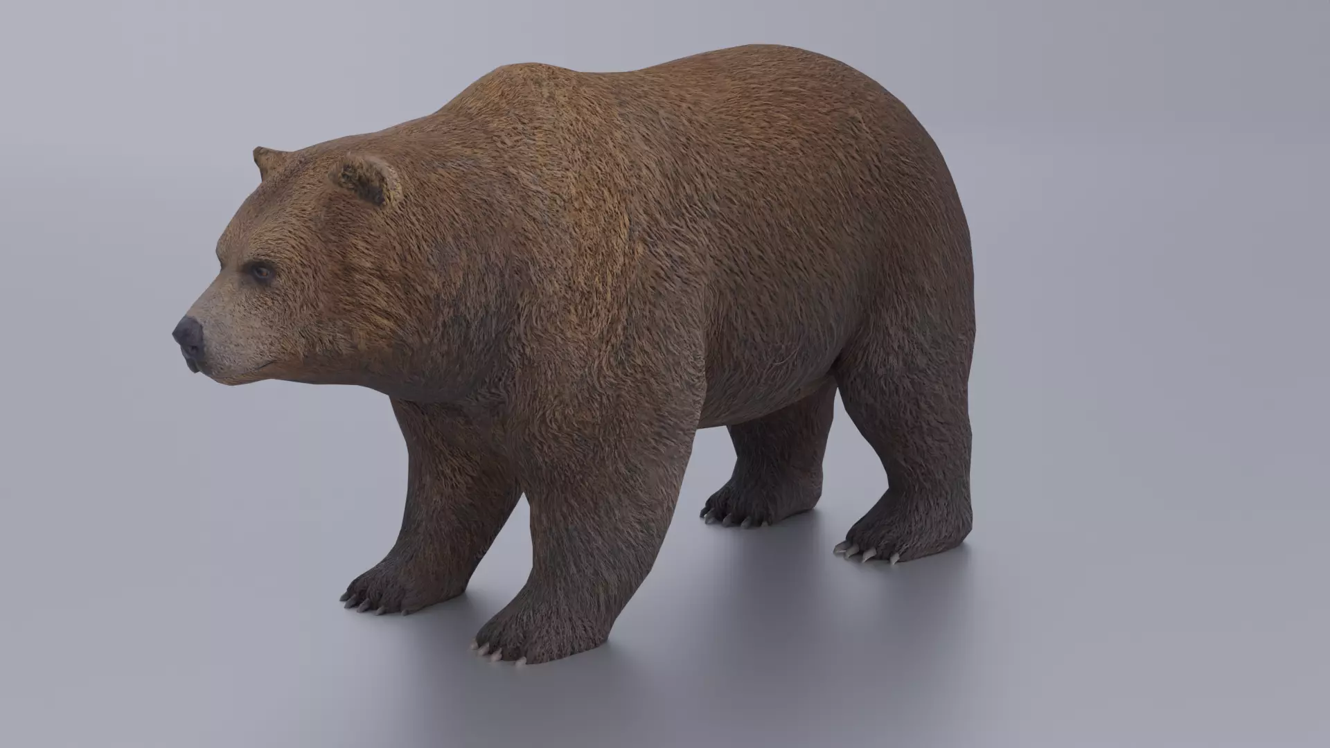 Grizzly Low-poly 3D model_0