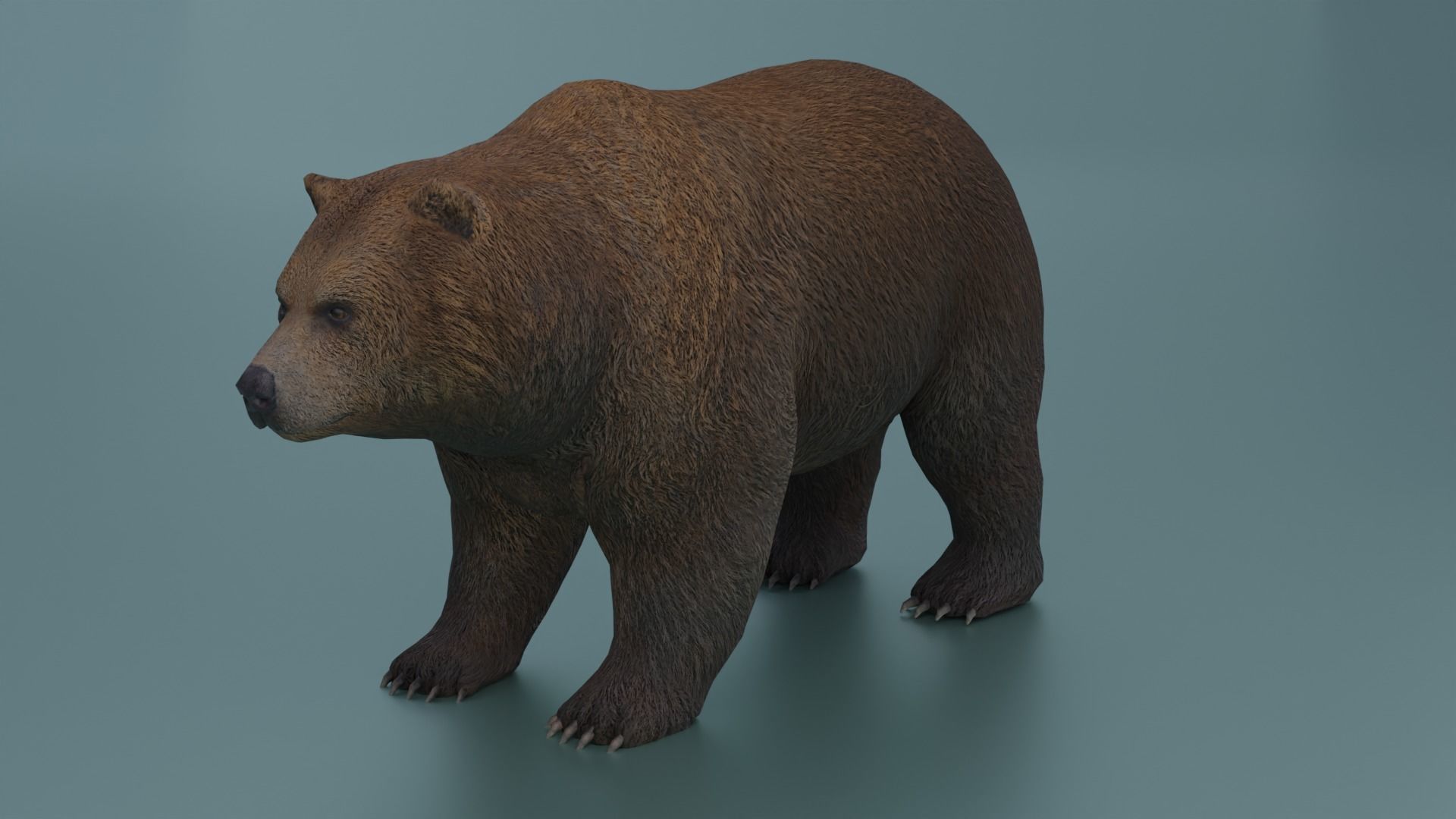 Grizzly Low-poly 3D model_9