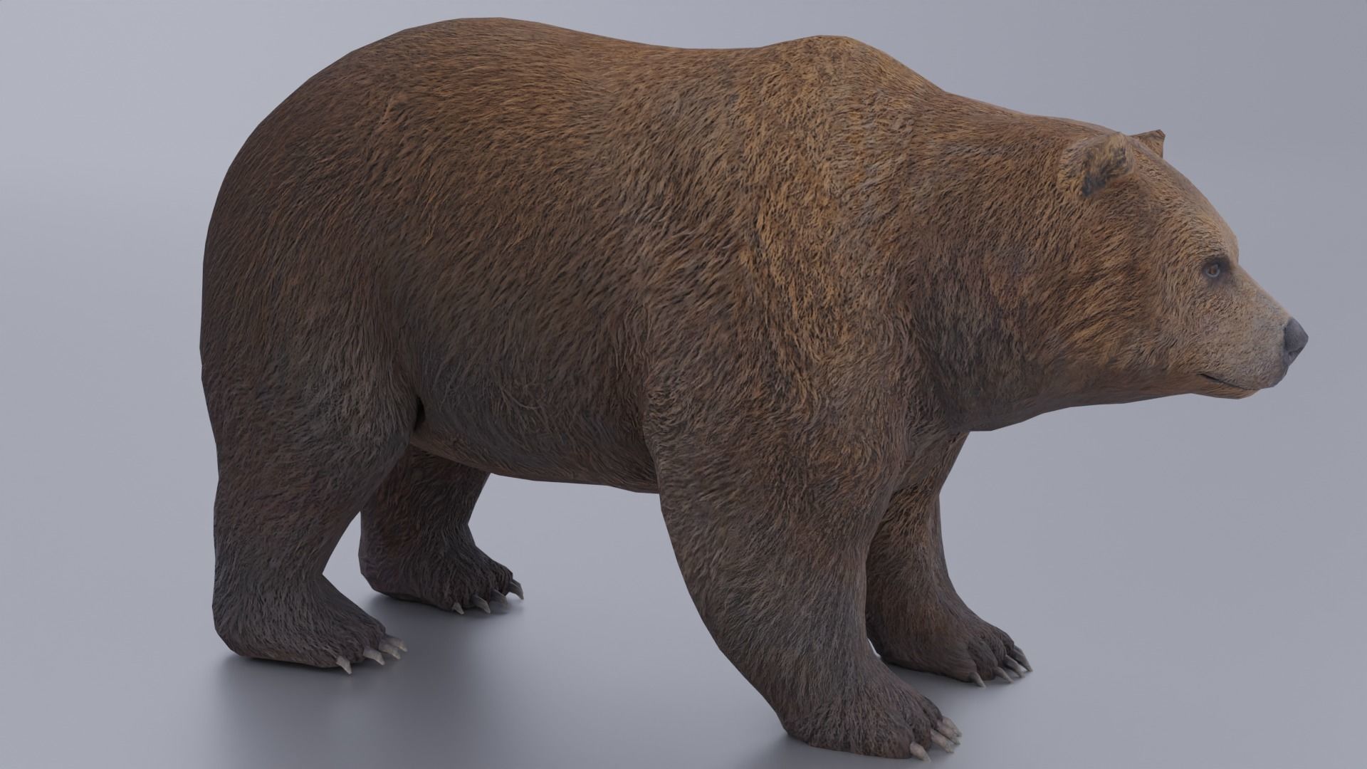 Grizzly Low-poly 3D model_1