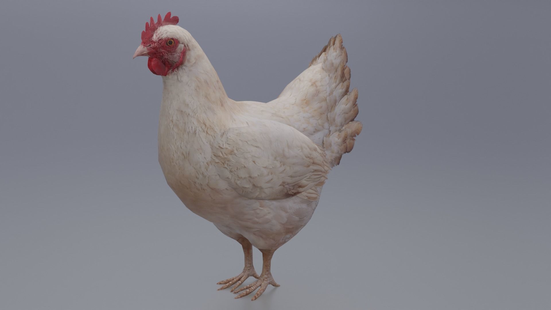 Hen with three different Textures Low-poly 3D model_2
