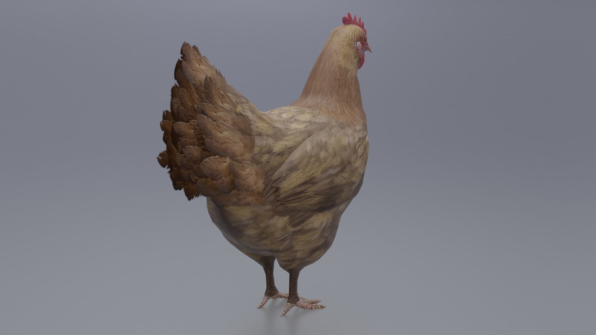 Hen with three different Textures Low-poly 3D model_6