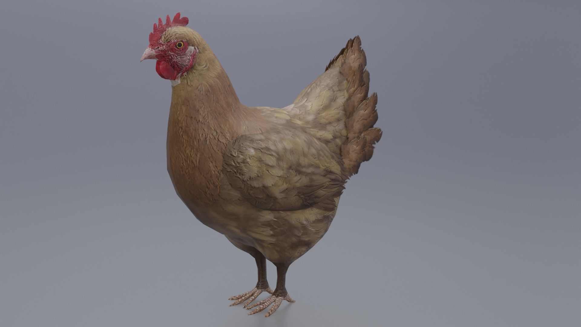 Hen with three different Textures Low-poly 3D model_7