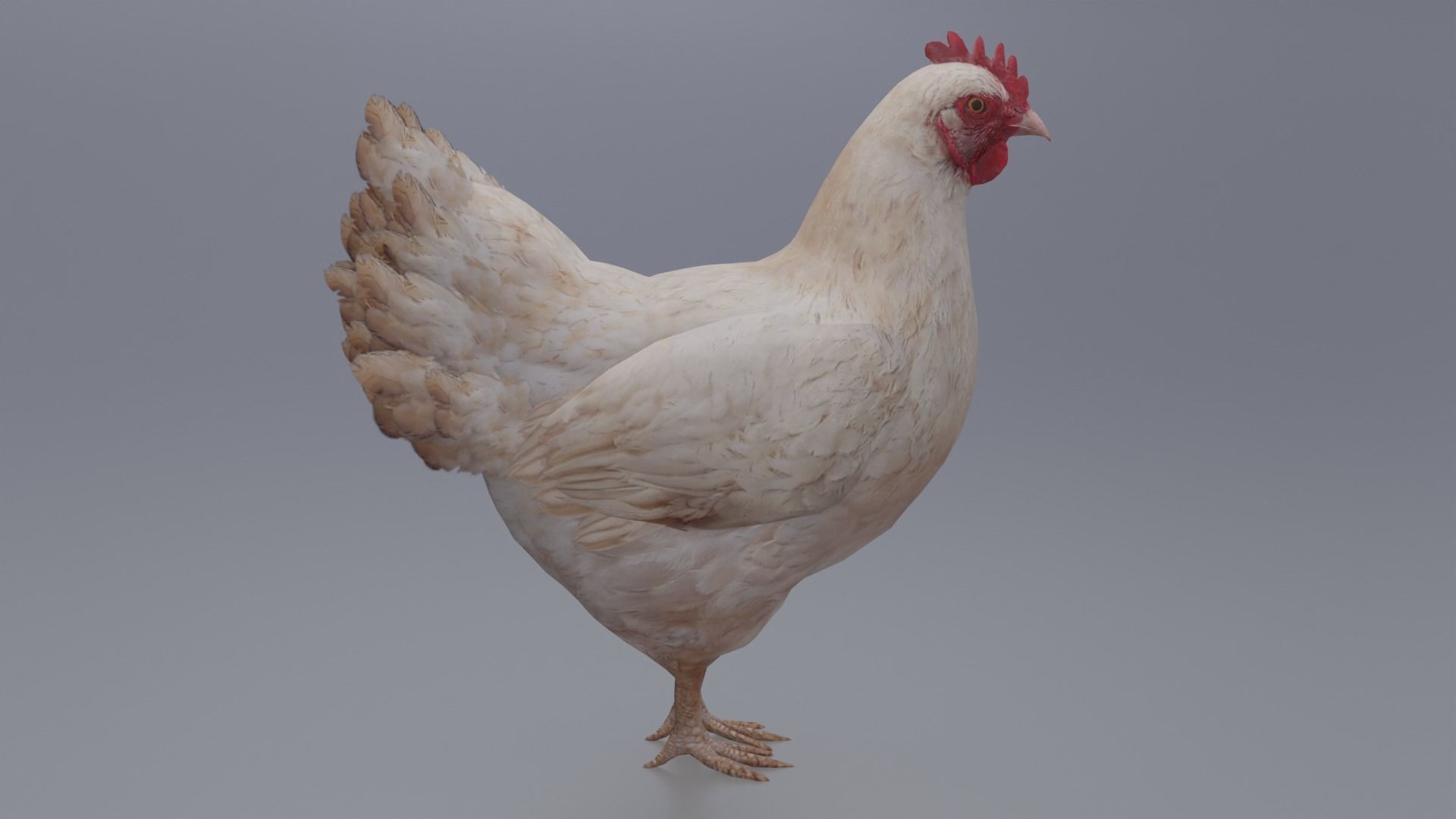 Hen with three different Textures Low-poly 3D model_1