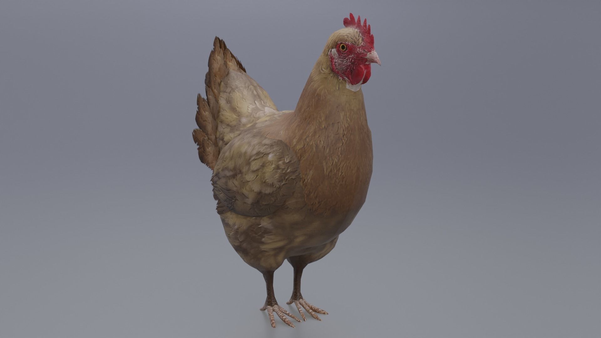 Hen with three different Textures Low-poly 3D model_5