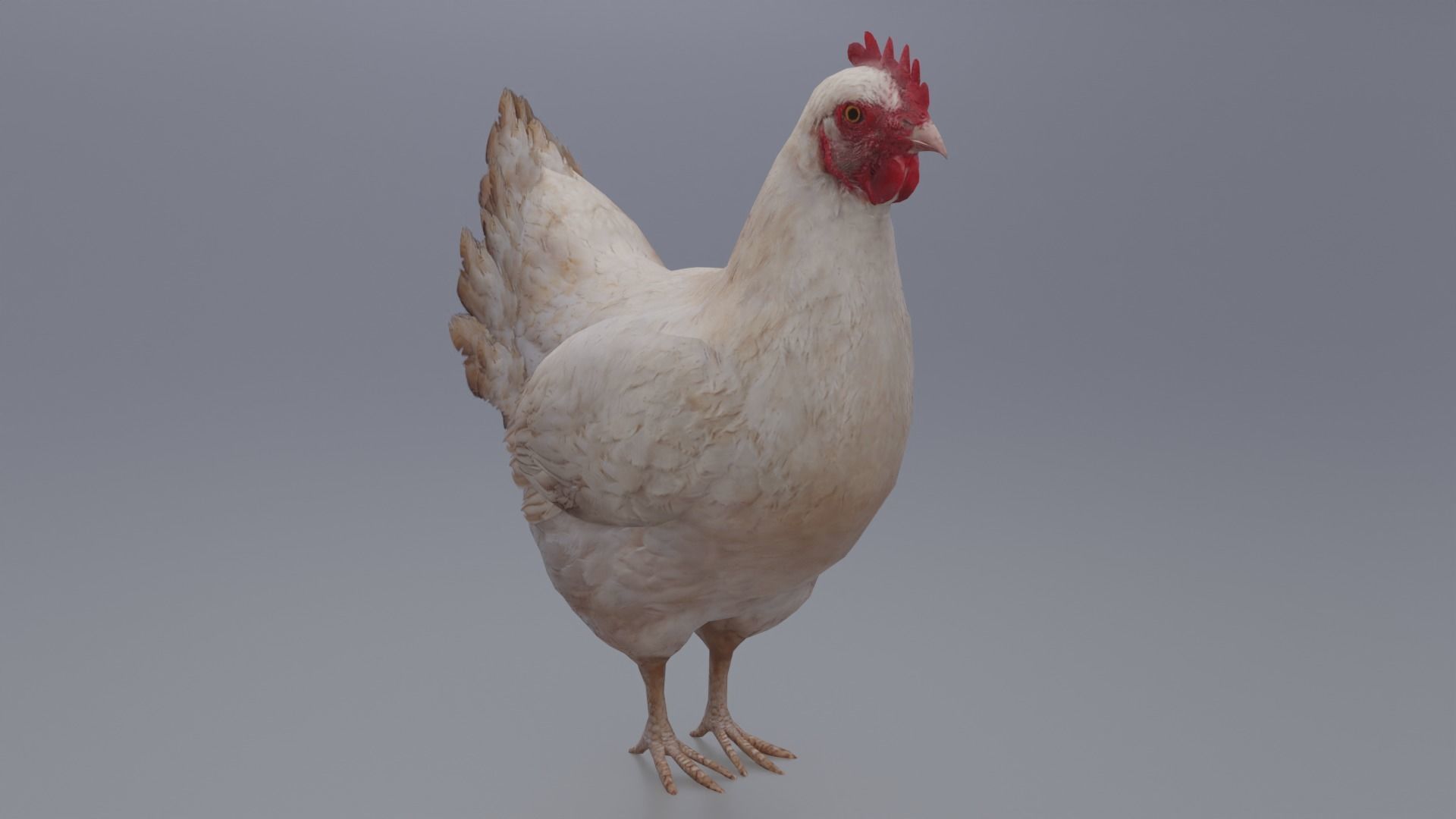 Hen with three different Textures Low-poly 3D model_3