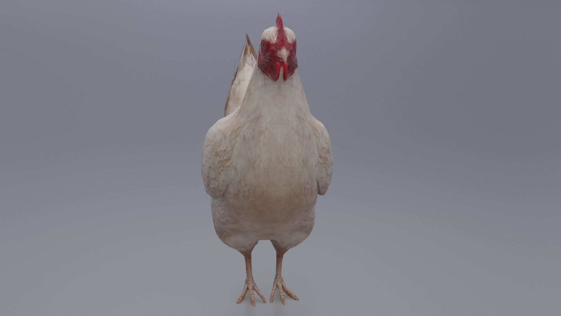 Hen with three different Textures Low-poly 3D model_4