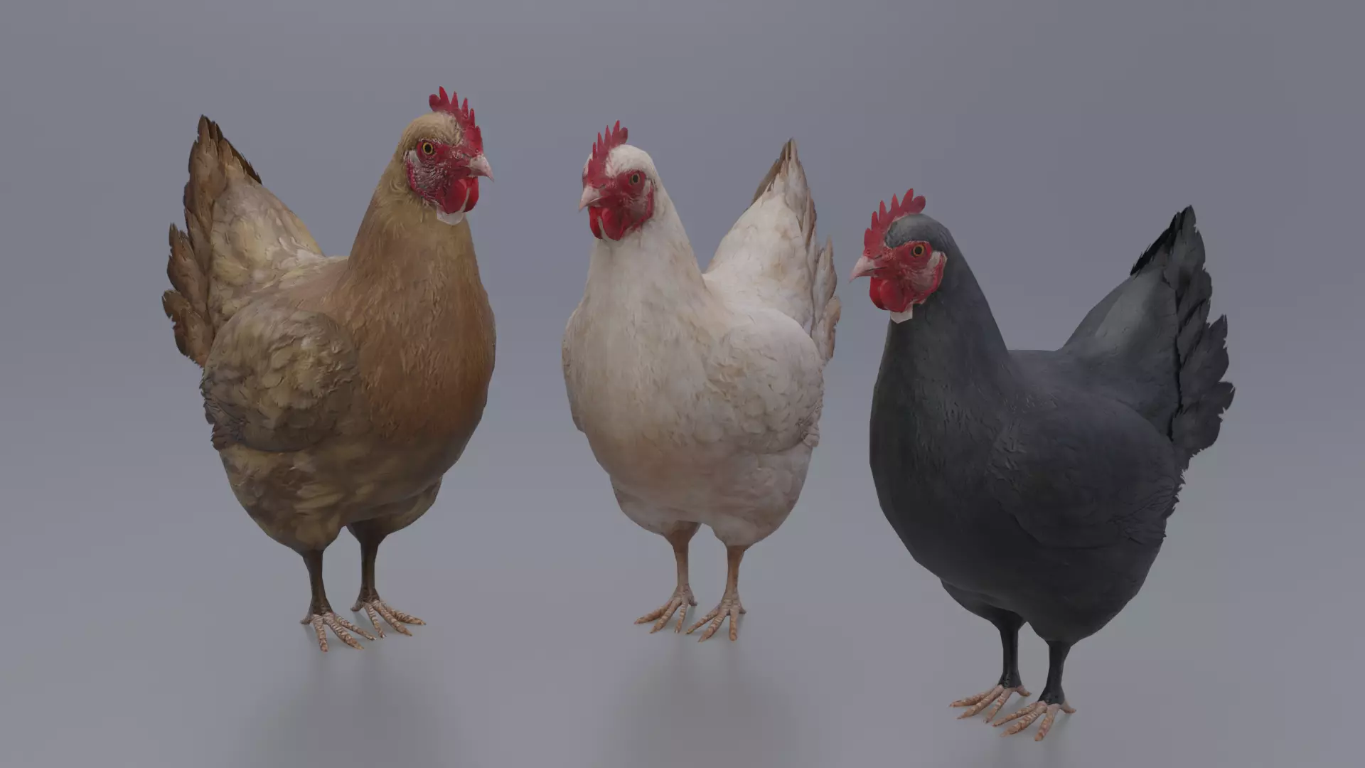 Hen with three different Textures Low-poly 3D model_0
