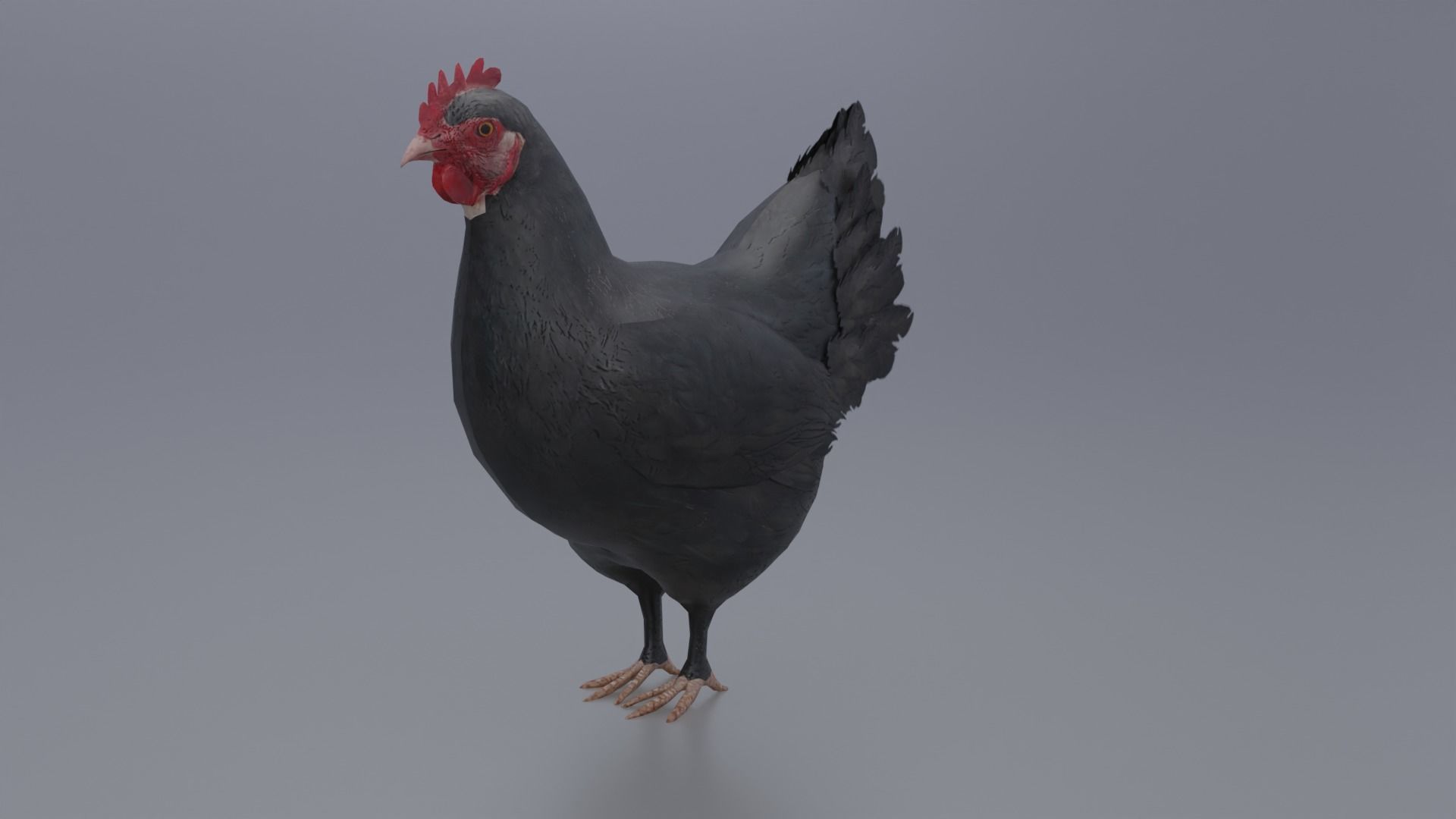 Hen with three different Textures Low-poly 3D model_8