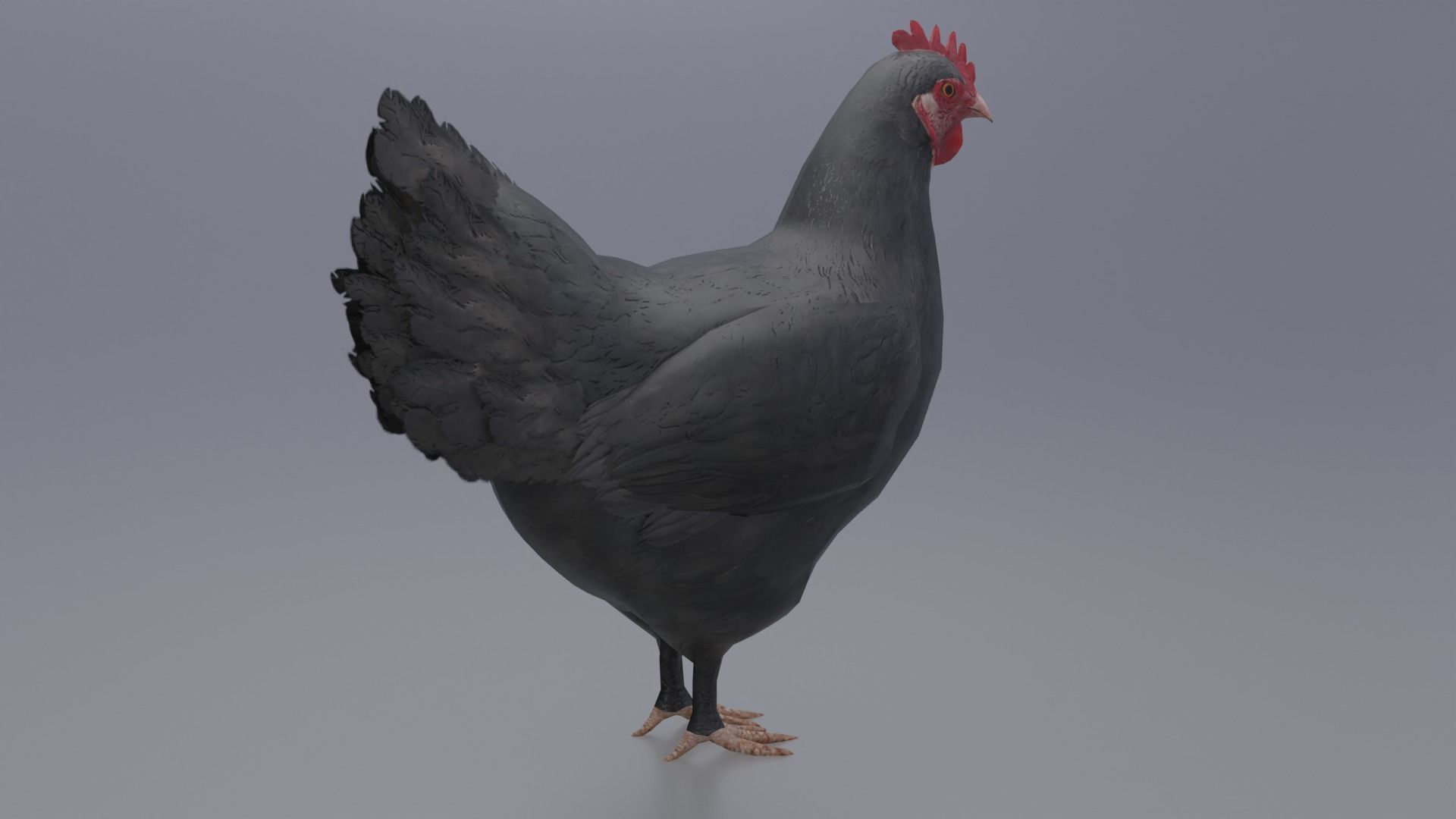 Hen with three different Textures Low-poly 3D model_10