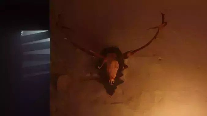 Red Deer Skull with wall mount