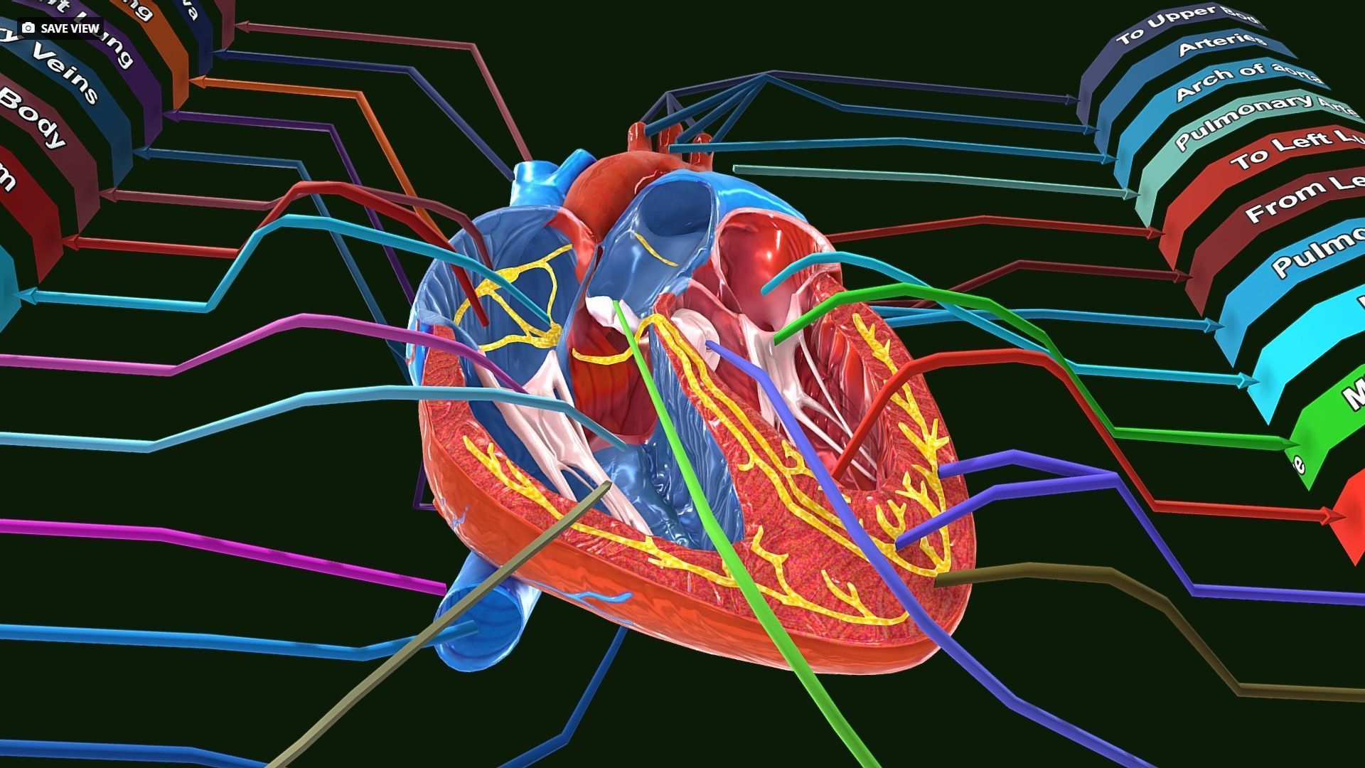 Human Heart Anatomy Labeled Low-poly 3D model_6