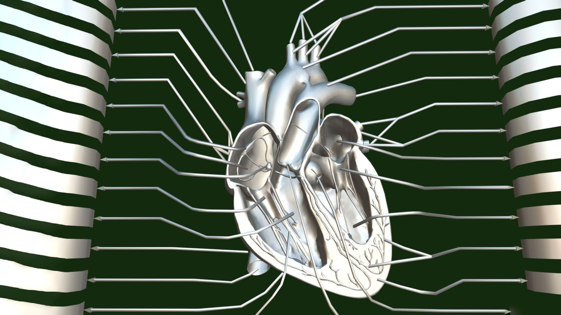 Human Heart Anatomy Labeled Low-poly 3D model_8