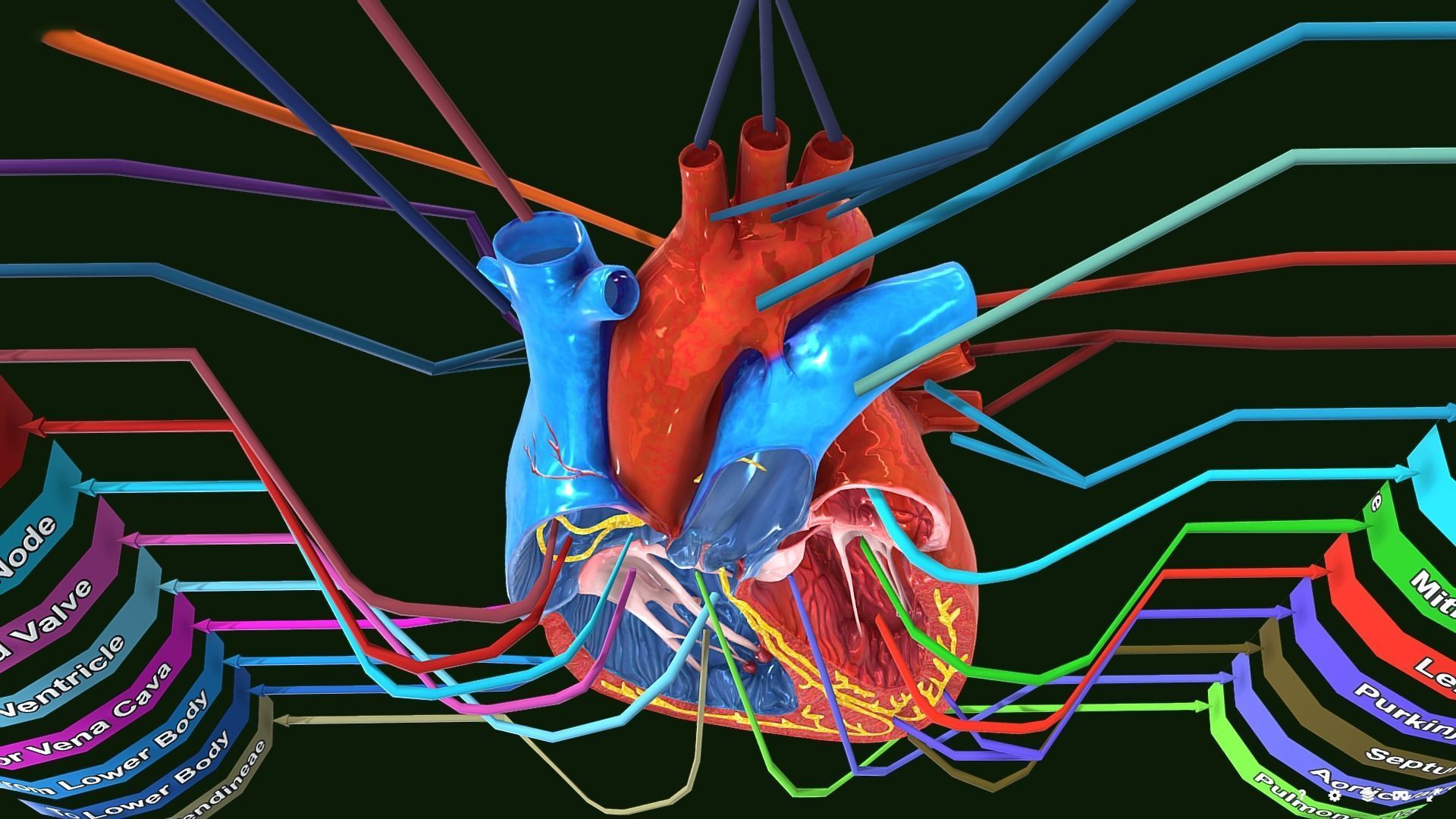 Human Heart Anatomy Labeled Low-poly 3D model_5