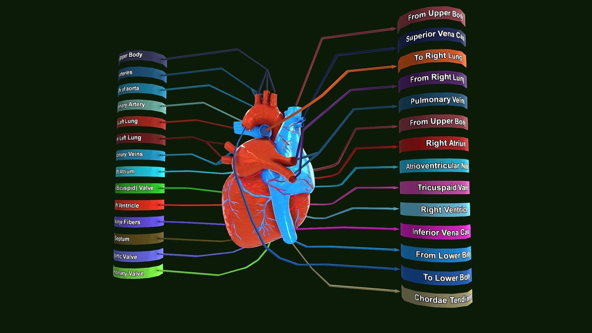 Human Heart Anatomy Labeled Low-poly 3D model_3