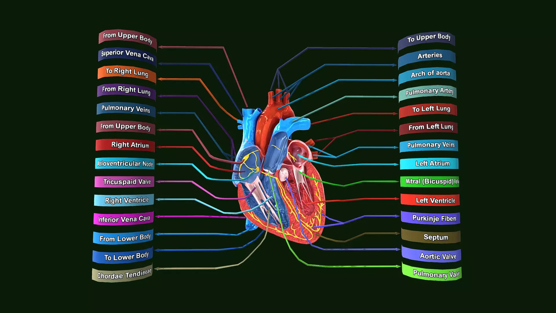 Human Heart Anatomy Labeled Low-poly 3D model_0