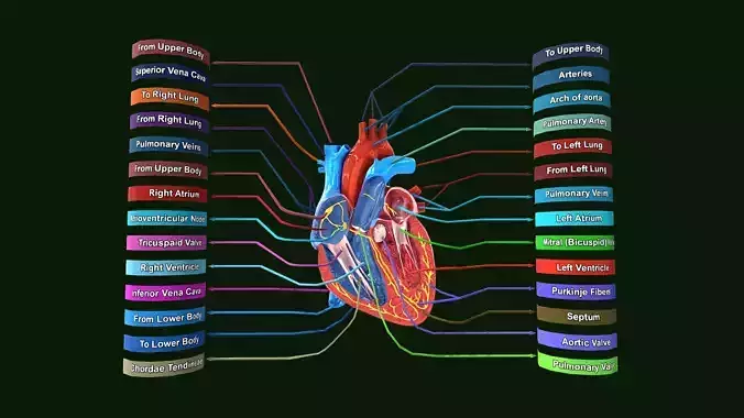 Human Heart Anatomy Labeled Low-poly 3D model